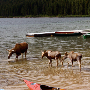 Wildlife at Cameron Lake